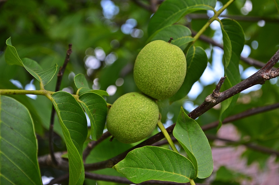 Fruit seeds foliage