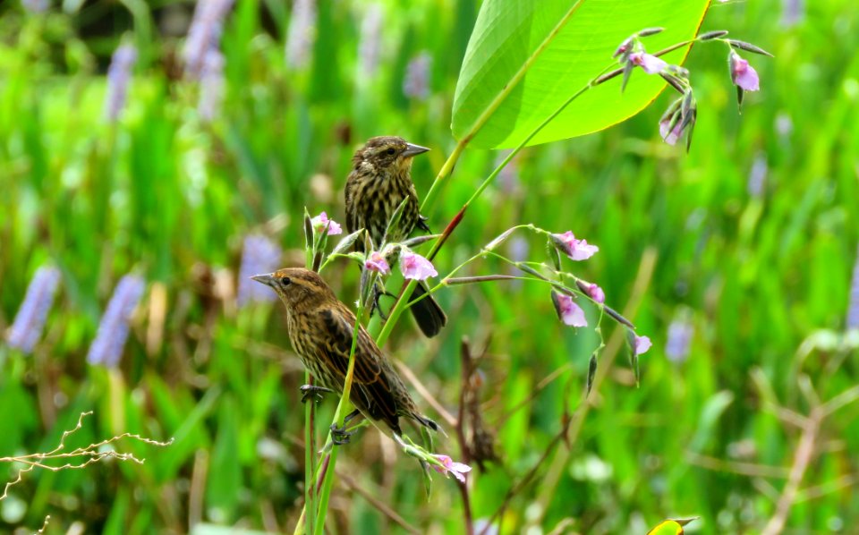 Red-winged Blackbirds