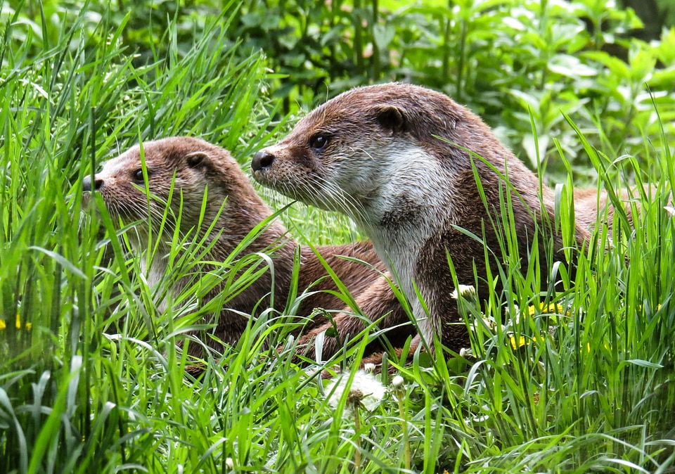 Meadow care rest