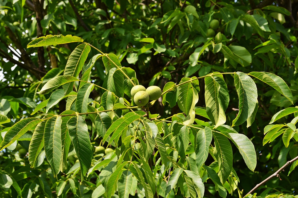 Fruit seeds foliage