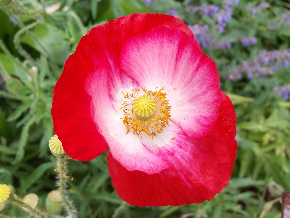 Nature summer garden