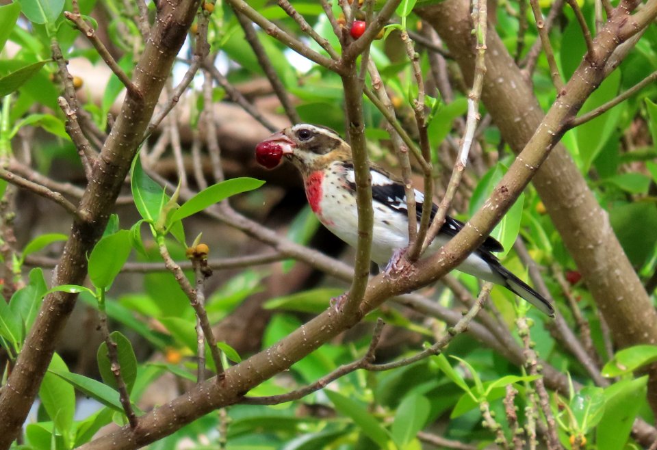 Rose-breasted Grosbeak