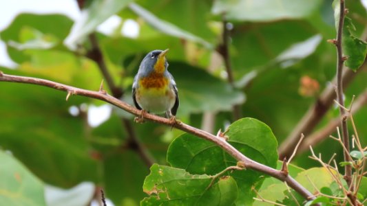 Northern Parula photo