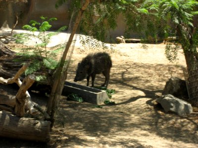 IMG 0387