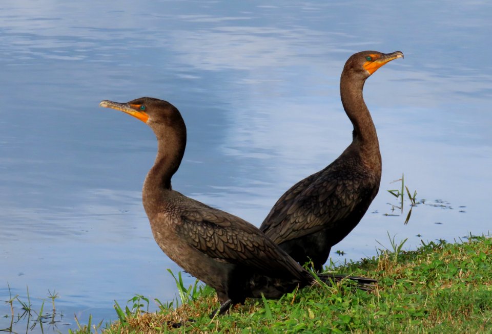 Young Double-crested Cormorants