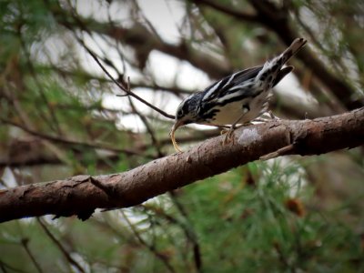 Black-and-white Warbler