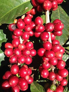 Coffee plantation fruit red fruit photo