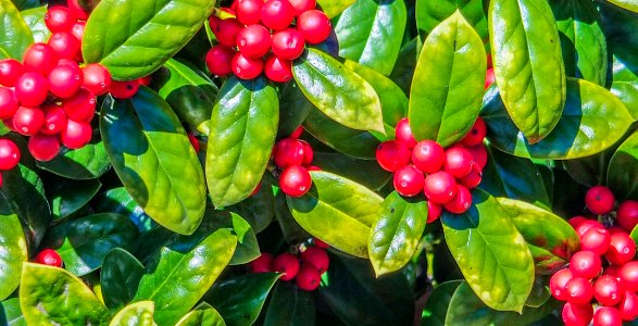 RED BERRIES--public domain photo