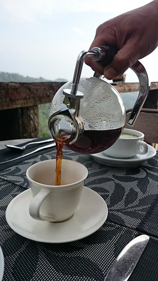 Kopi luwak pouring coffee civet cat coffee
