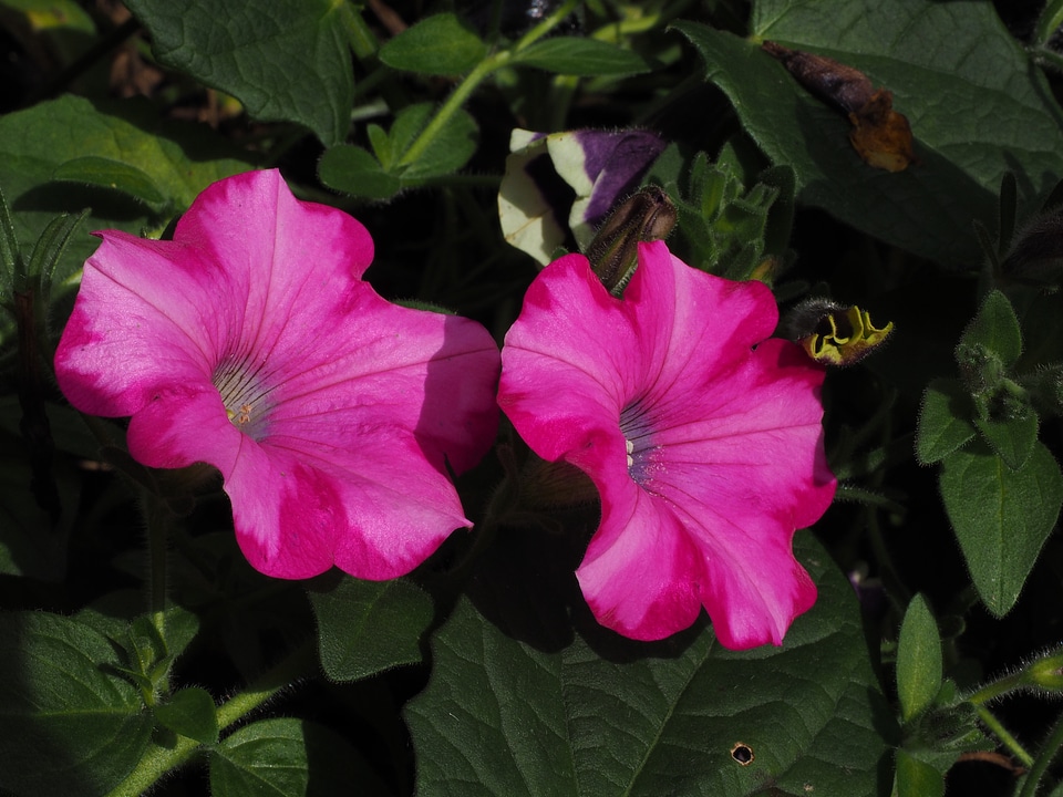 Bloom pink flowers