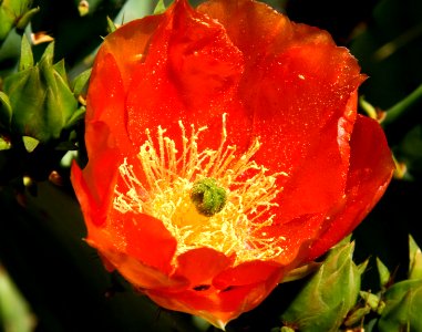 Orange Beavertail Cactus Flower photo