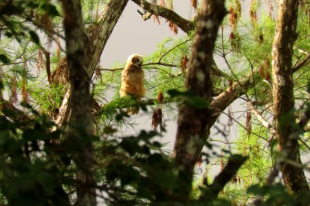 Owlet.   Great Horned Owl