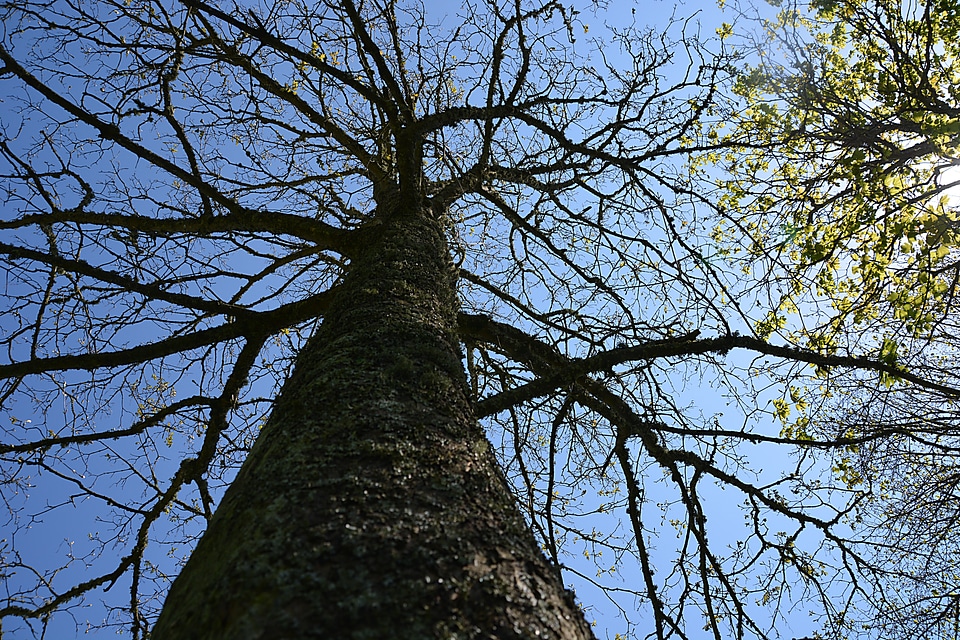 Leaves old tree forest