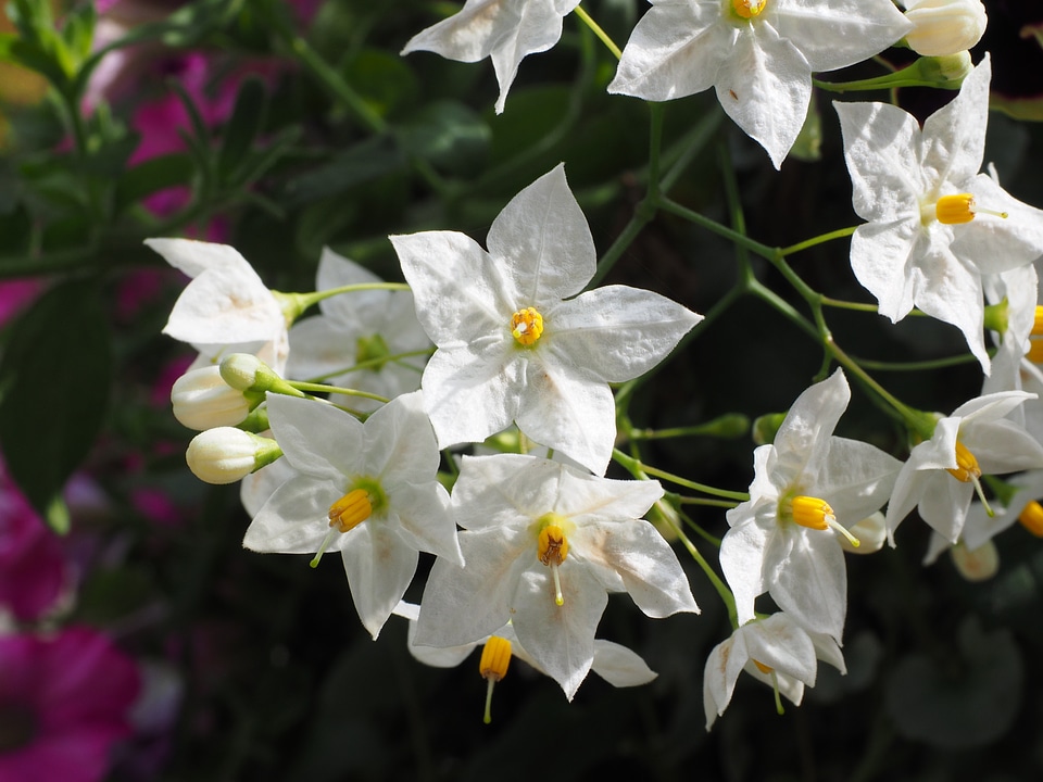 Star solanum laxum solanum jasminoides