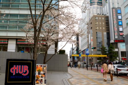 アキバのあのへんの桜