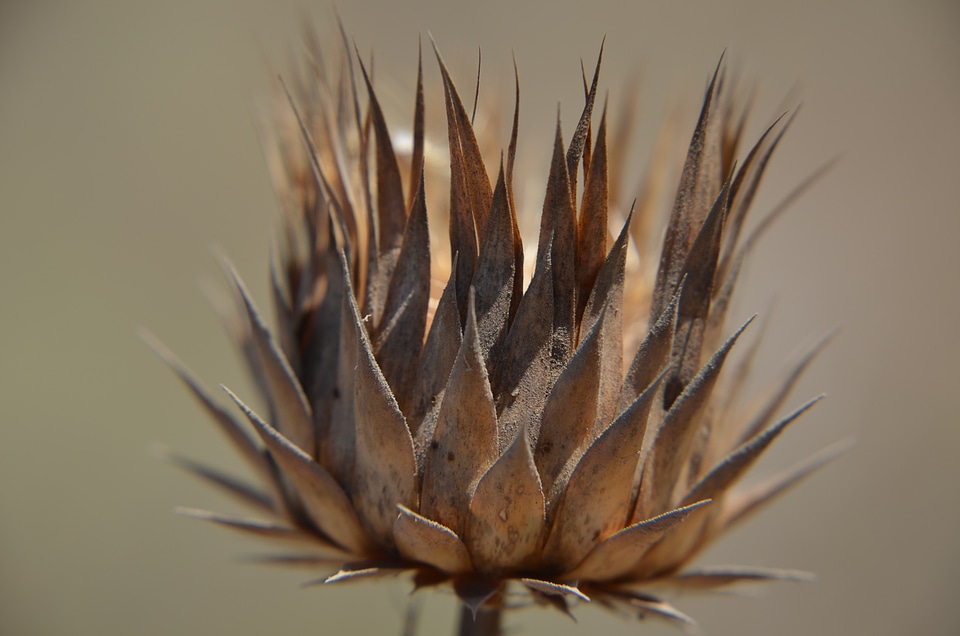 Flower thorn nature
