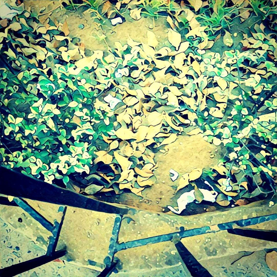 #signs #of #autumn  #dead #leaves   #prisma #prismacolor #wave #filters