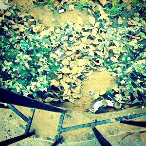 #signs #of #autumn  #dead #leaves   #prisma #prismacolor #wave #filters