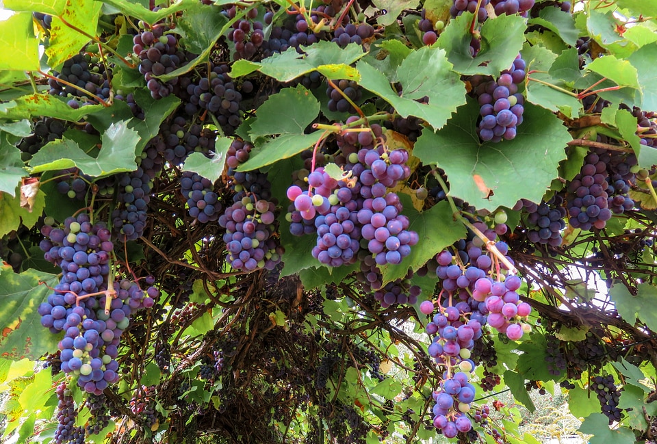 Vine fruit winegrowing