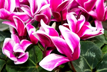 Pink and White Cyclamens