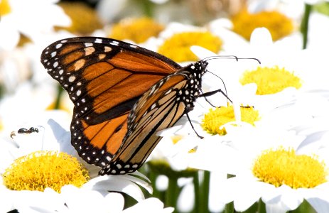 Monarch Butterfly on Daisy Flowers