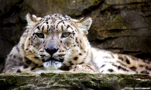Marwell Zoo - Snow Leopard photo