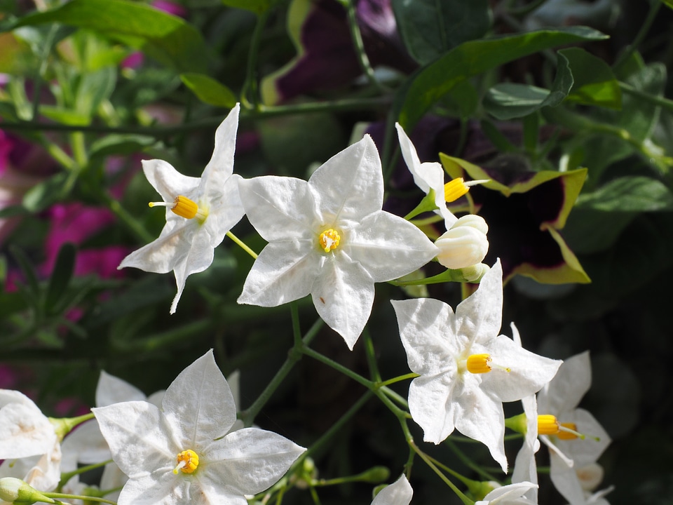 Star solanum laxum solanum jasminoides