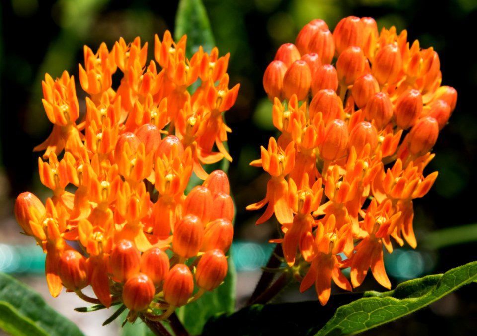 Butterfly Weed Clusters