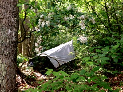 Mountain Laurel & Malaise