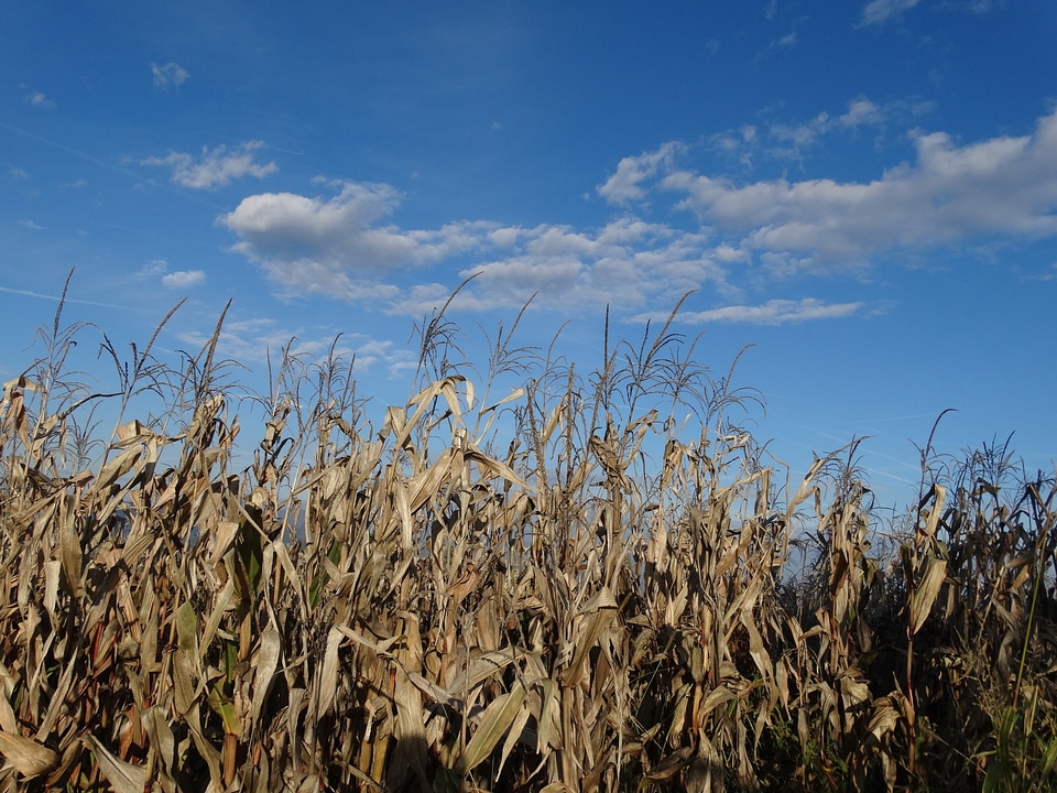 Harvest fall autumn