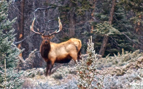 Stag Outside Banff photo