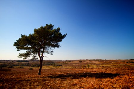 New Forest photo