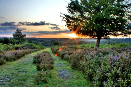 Sunrise in New Forest photo