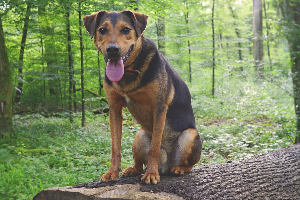 Appenzell mountain dog schäfer dog friendly