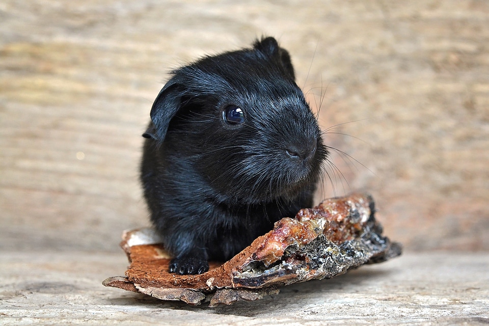 Smooth hair black small animal