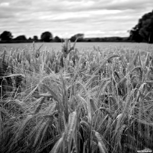 Marden Fields