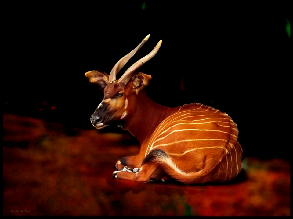 The Mountain Bongo
