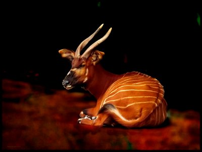 The Mountain Bongo photo