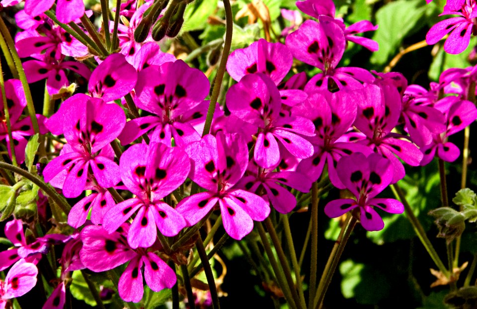 Pelargonium magenteum