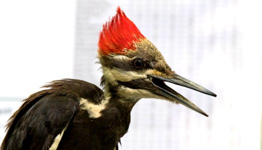 Pileated Woodpecker Female Closeup