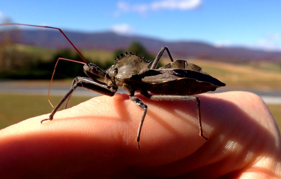 One of the larger common VA Reduviids
