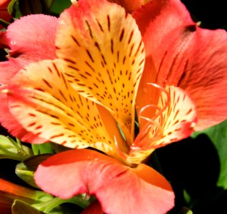 Alstroemaria Flower photo