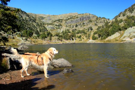 Dog and nature photo