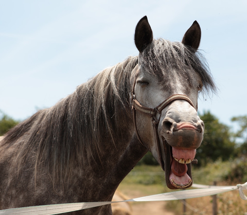 Horse animal mane