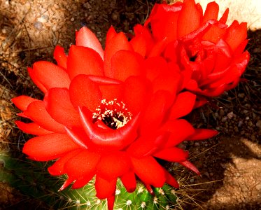 Red Torch Cactus Flowers photo