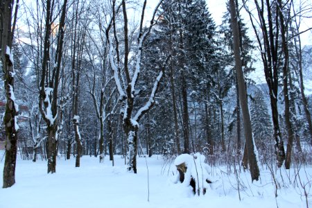 Winter wonderland photo