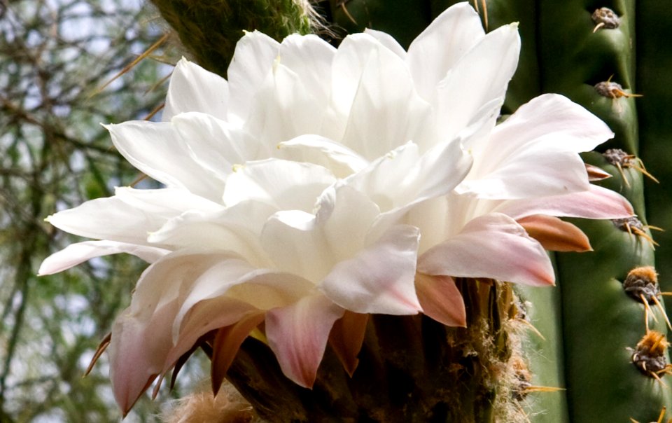Echinopsis Bloom