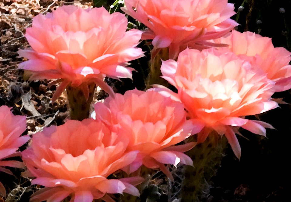 Peach Echinopsis Flowers