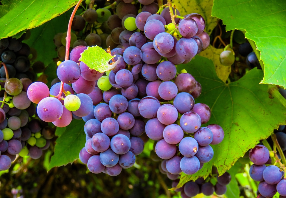 Vine fruit winegrowing