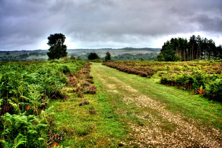 New Forest Landscape photo